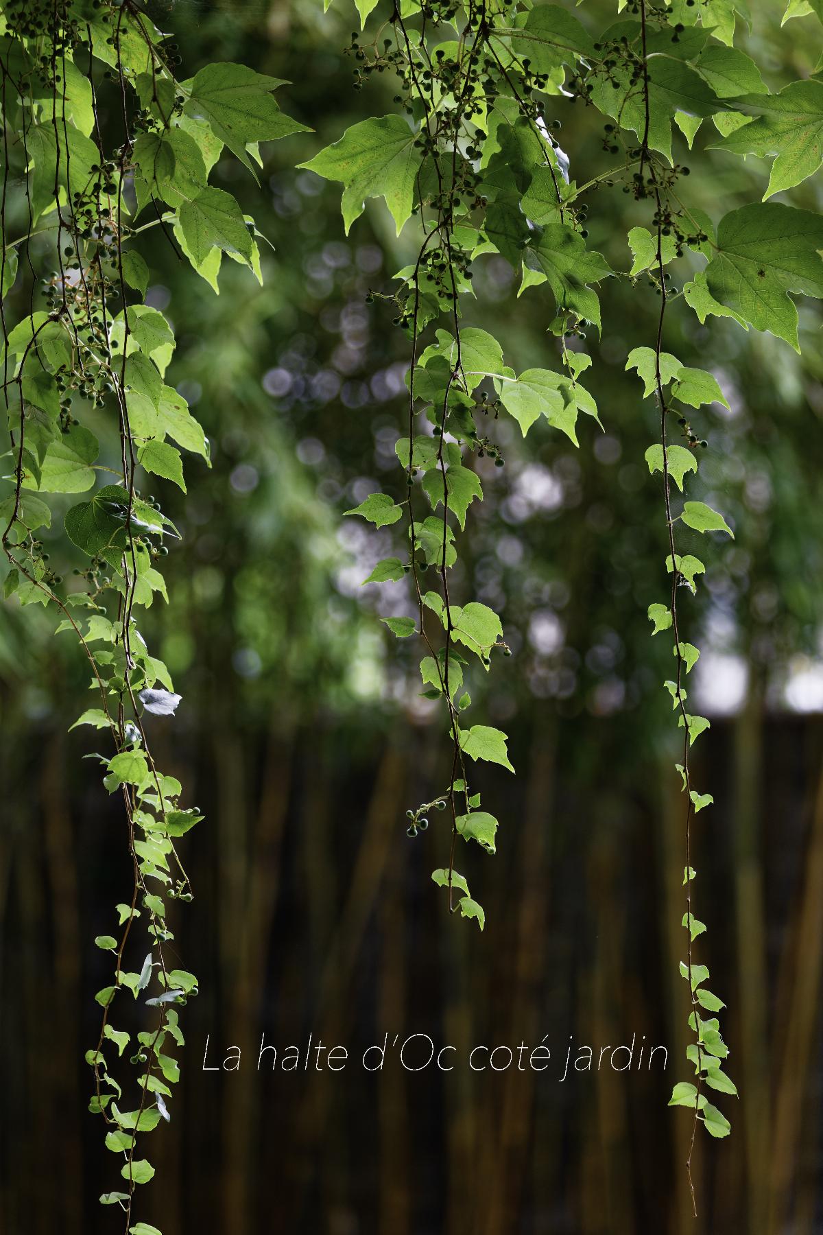 Portrait de Jacques Laporte